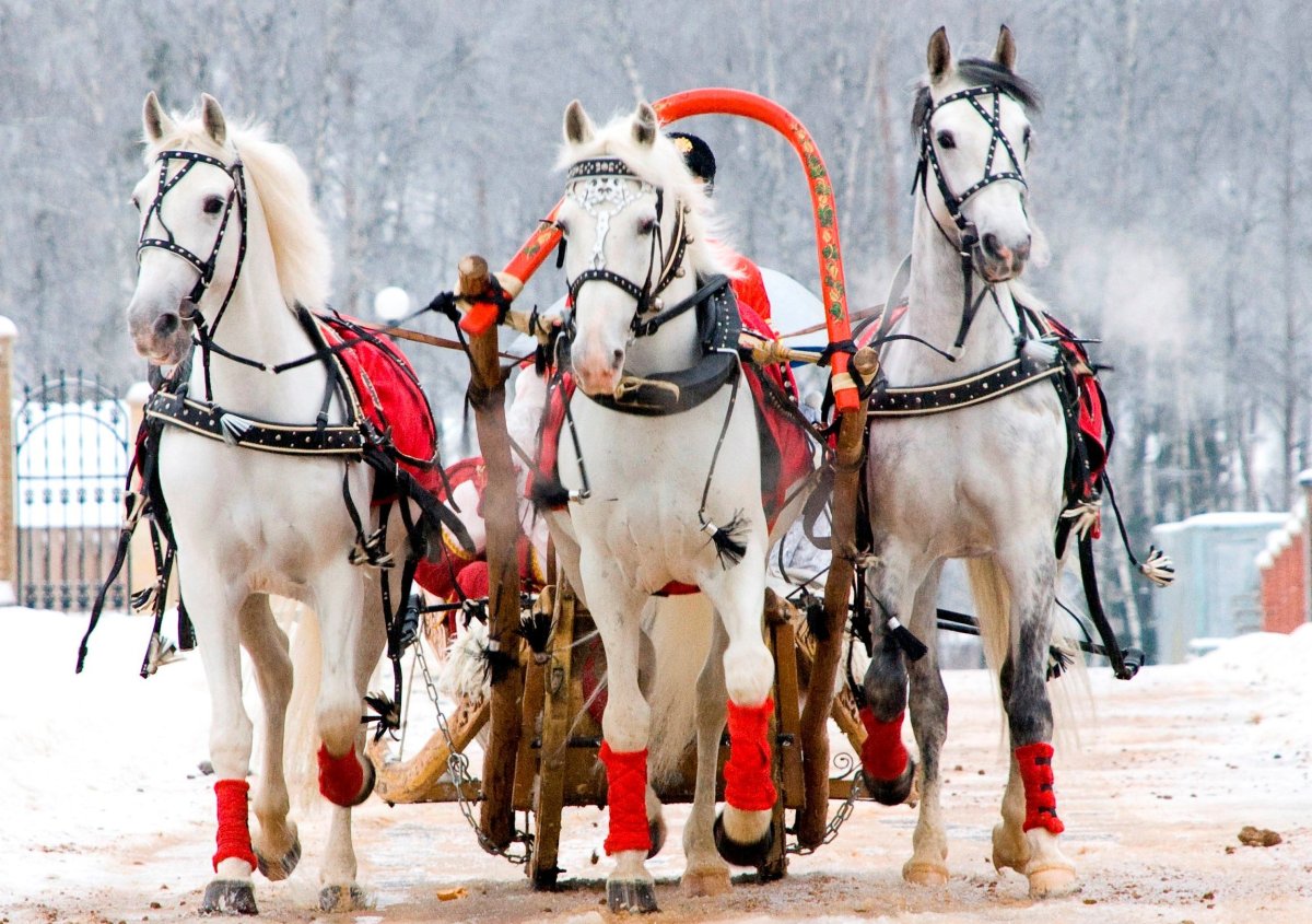 Тройка коней