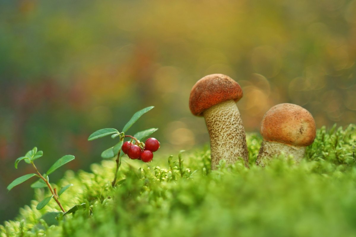 Грибы грибы грибочки