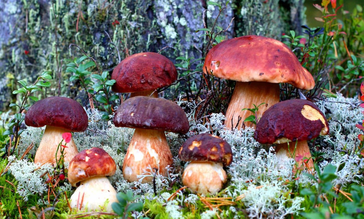 Боровик Боровик