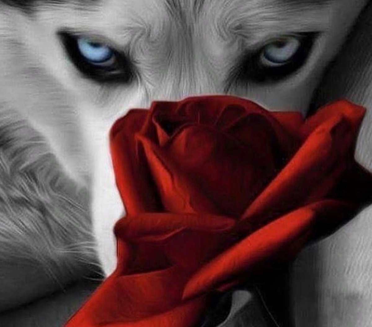 Волк с розой