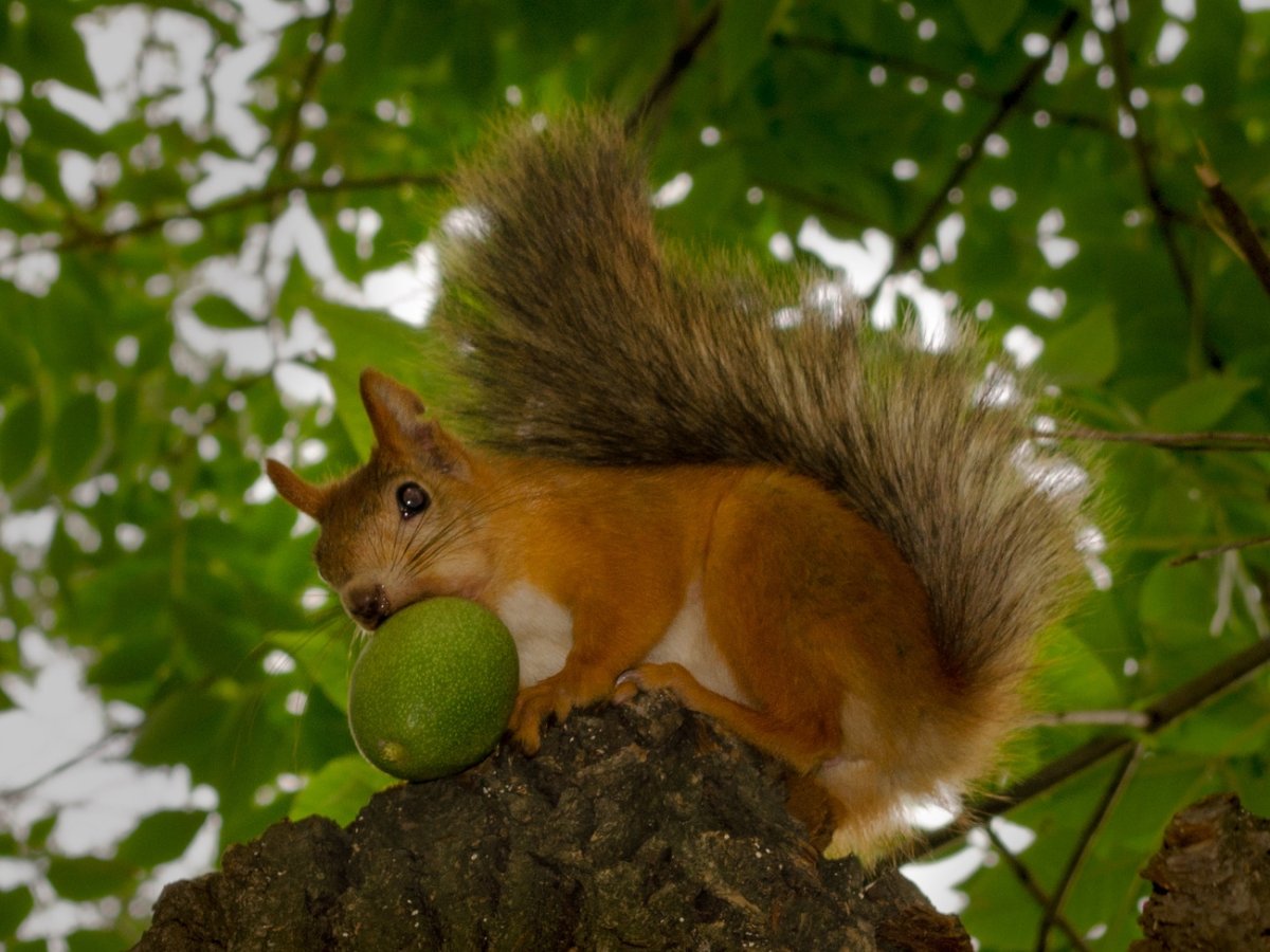 Орешки для белки