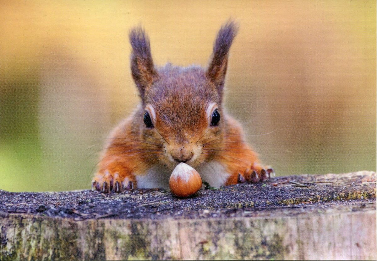 Белочка с орешками