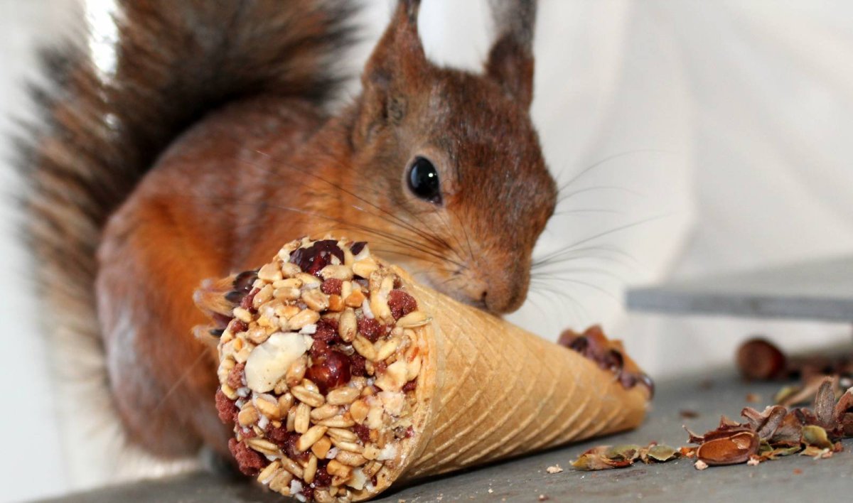 Белка с грецким орехом