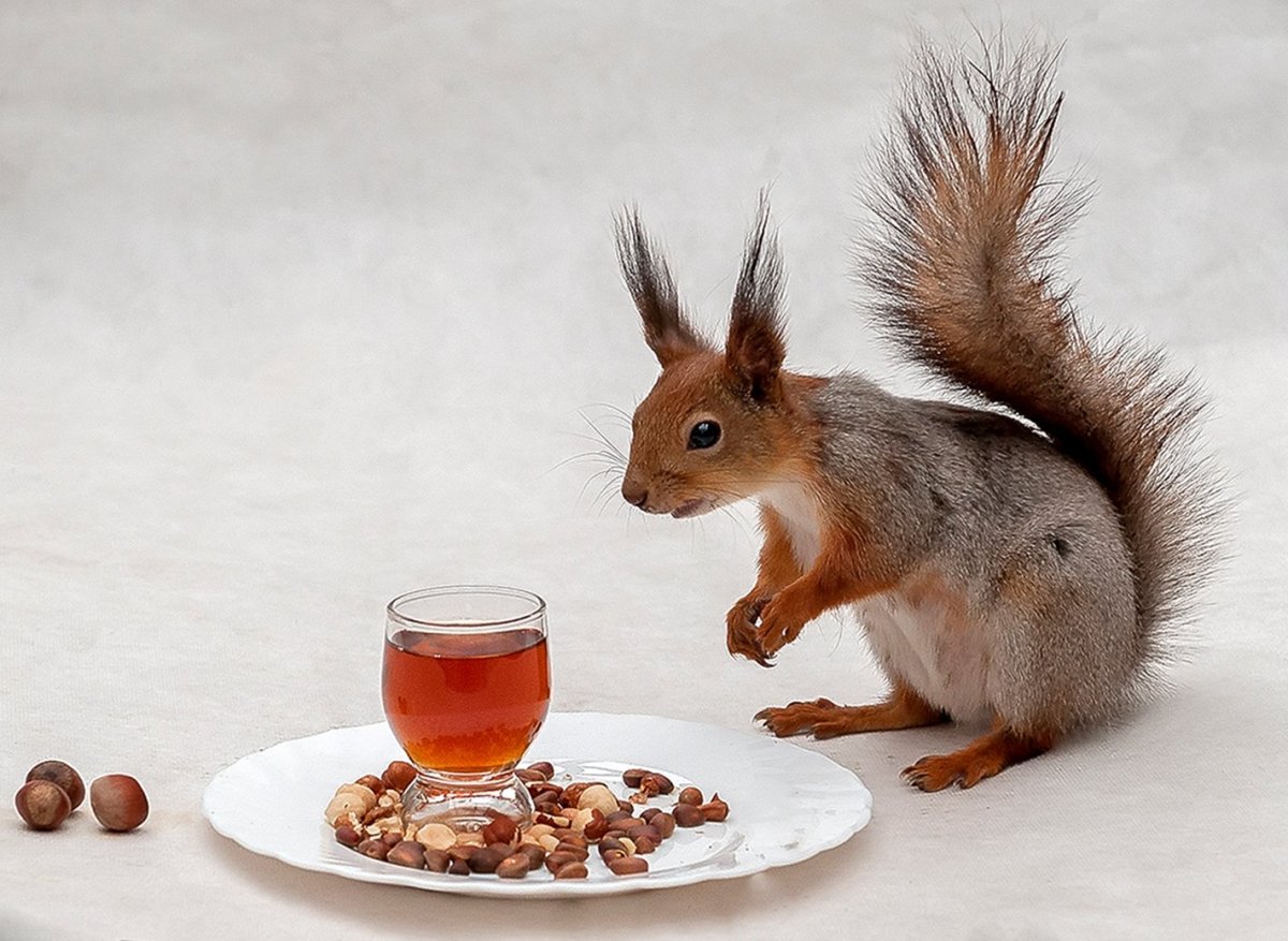 Белка пьет пиво