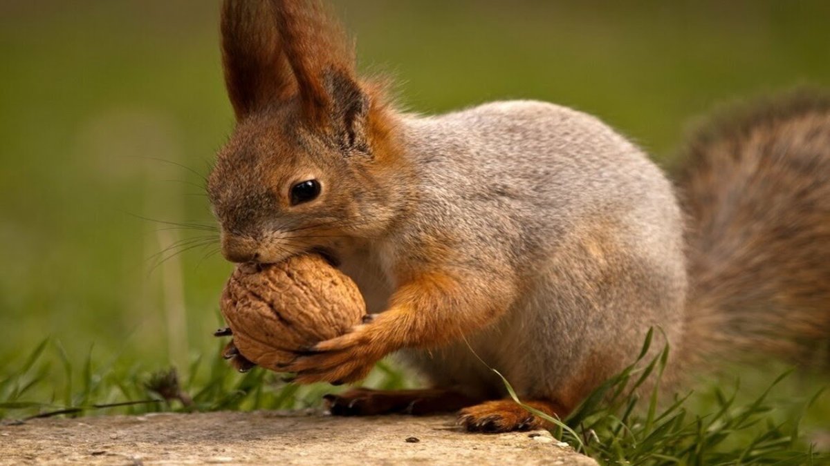 Белочка грызет орешки