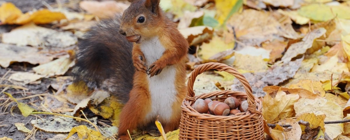 Животные осенью