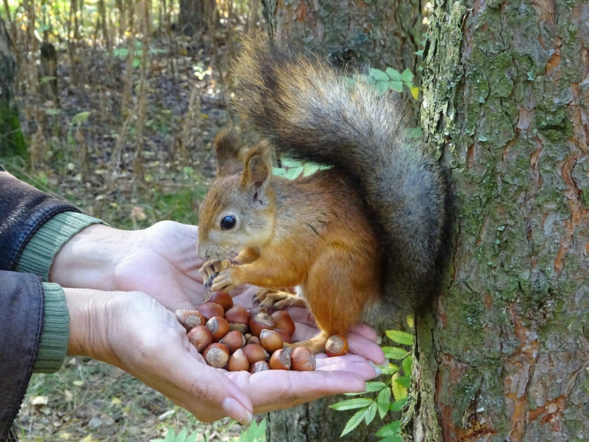 Белка с бритым хвостом