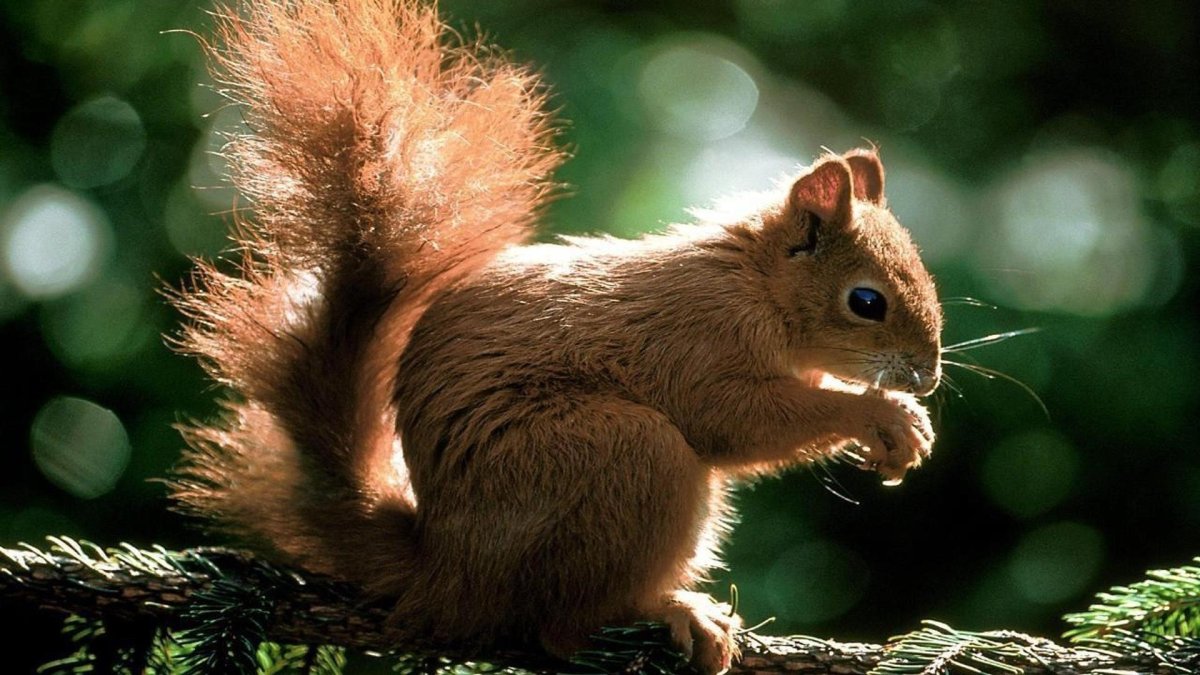 Белка с бельчатами