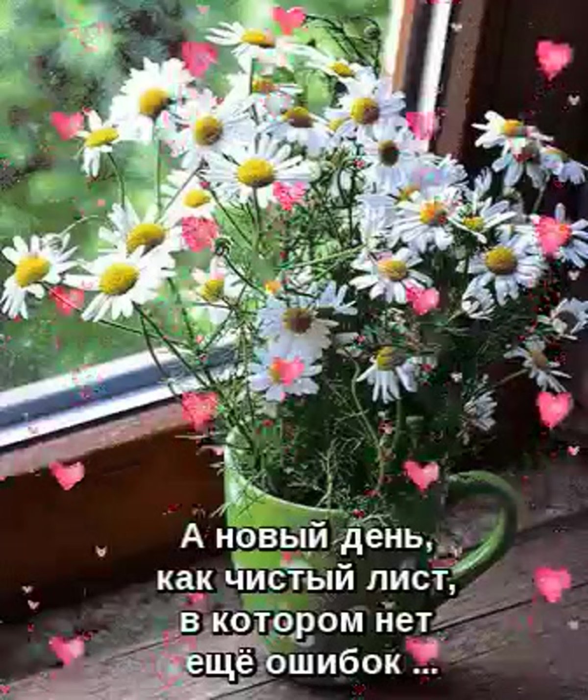 Доброго дня ромашки