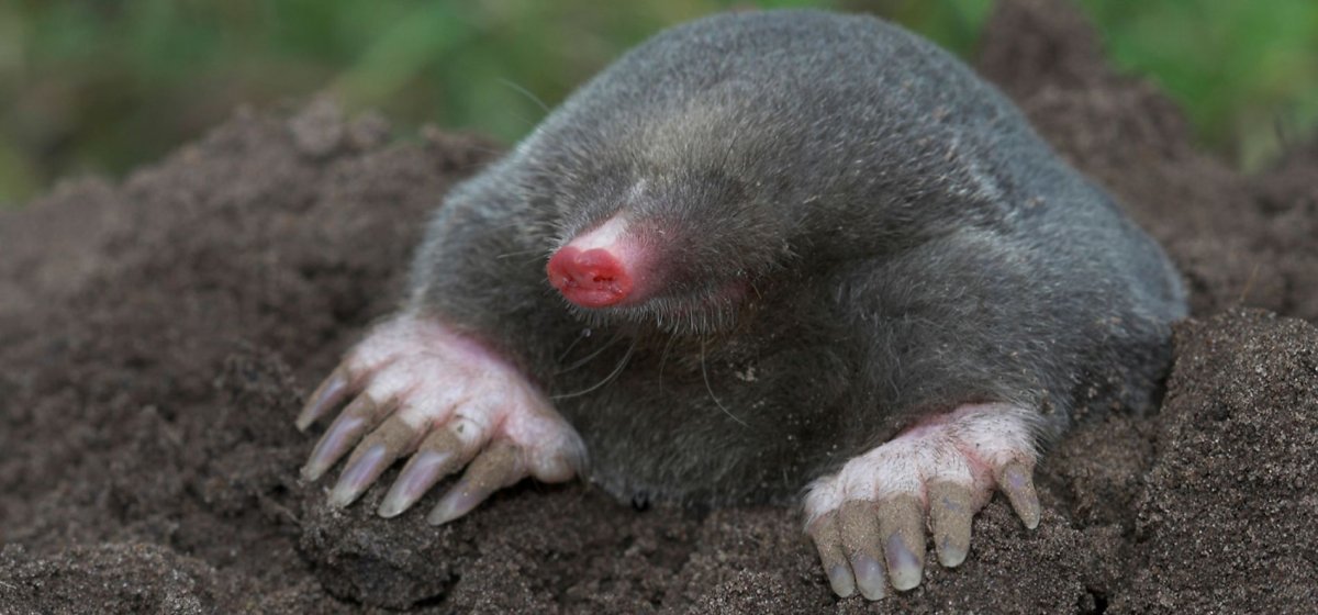 Звездонос (звездорыл)