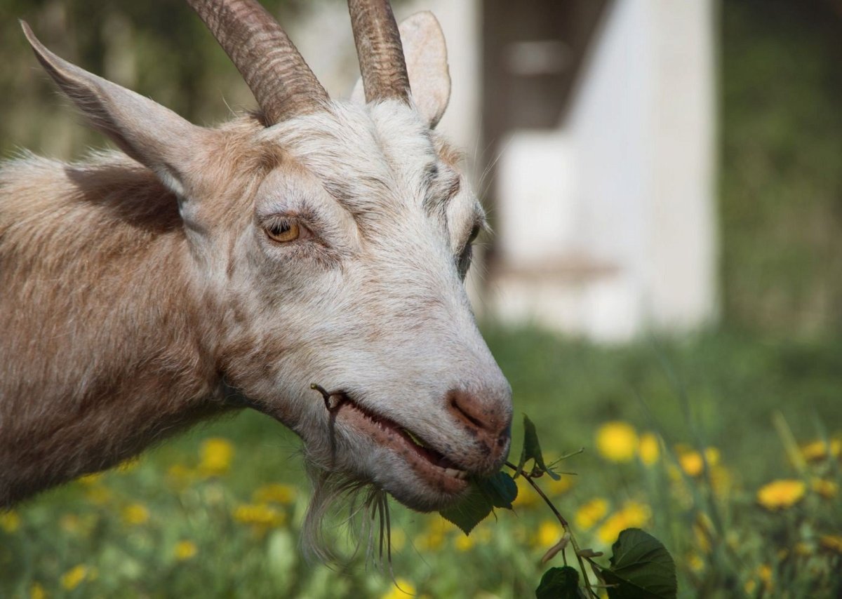 Коза рогатая