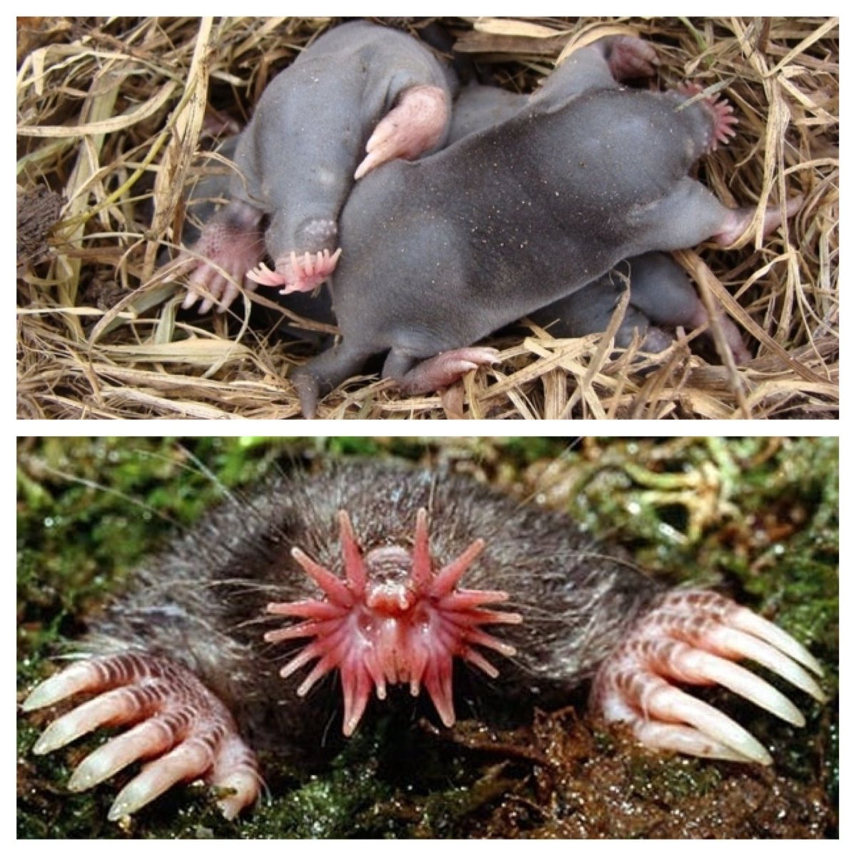 Чешский Крот