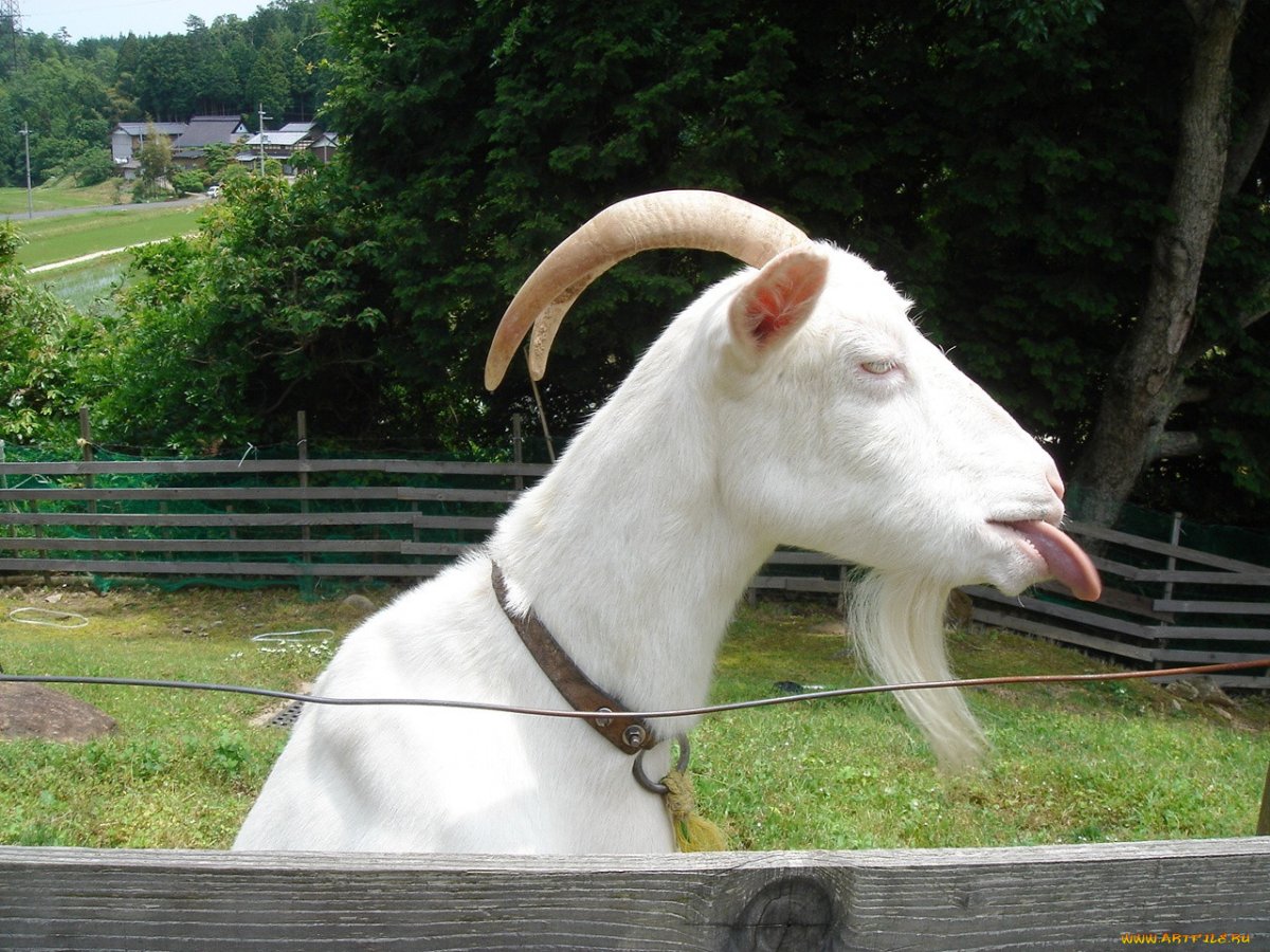 Смешная коза рисунок