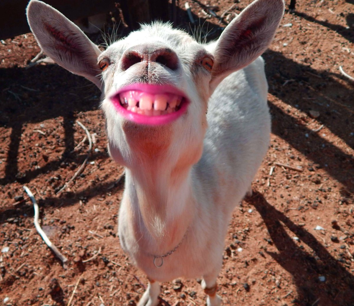 Козы смешно