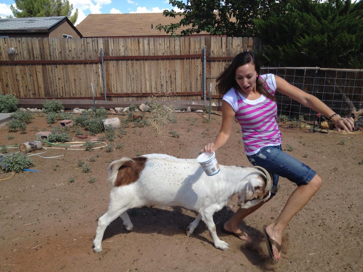 Упертая коза