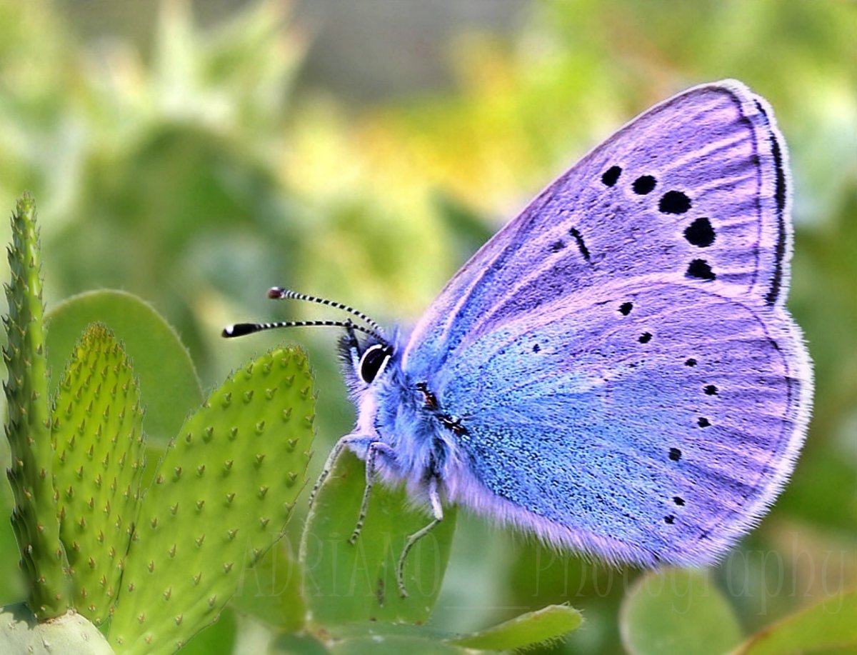 Бабочка вблизи