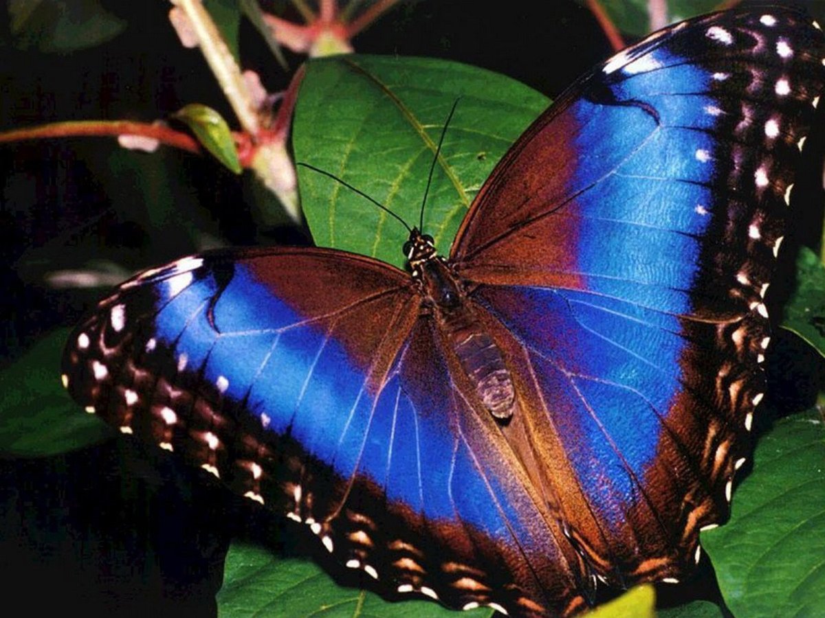 Morpho Deidamia