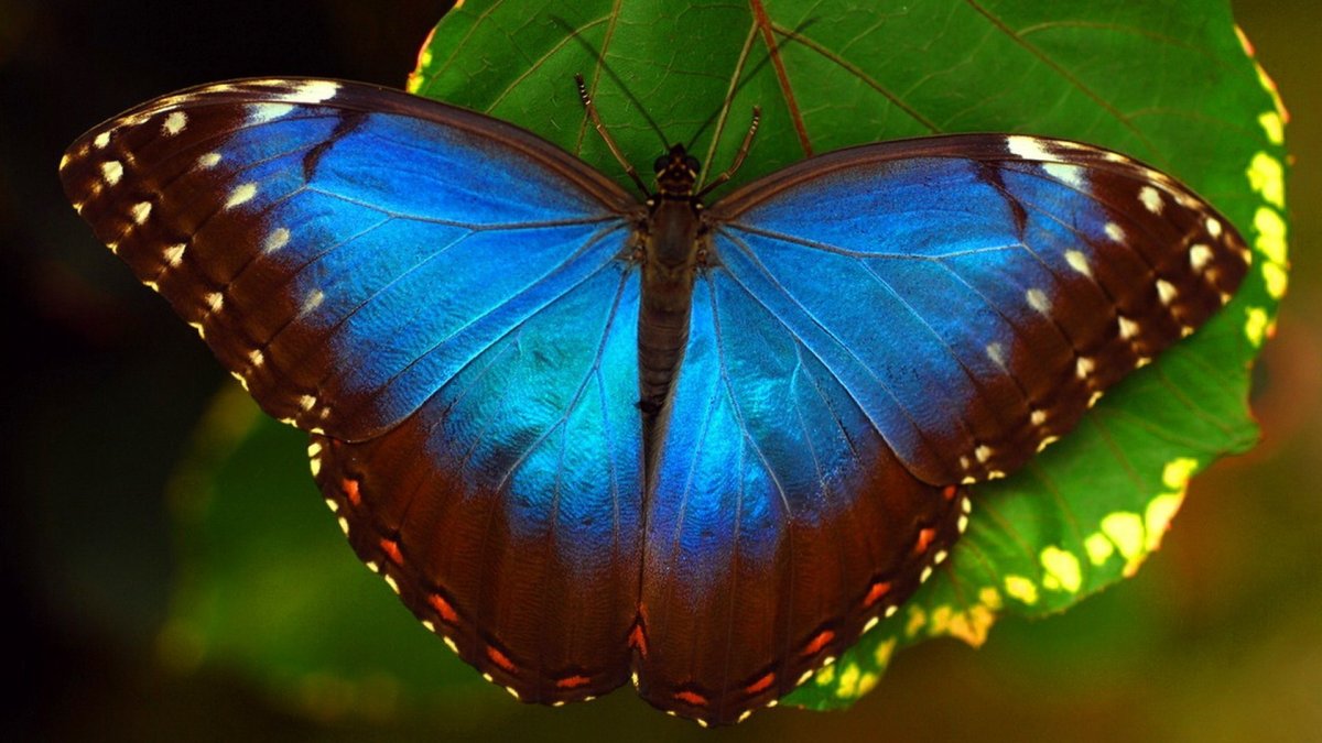 Красивые бабочки