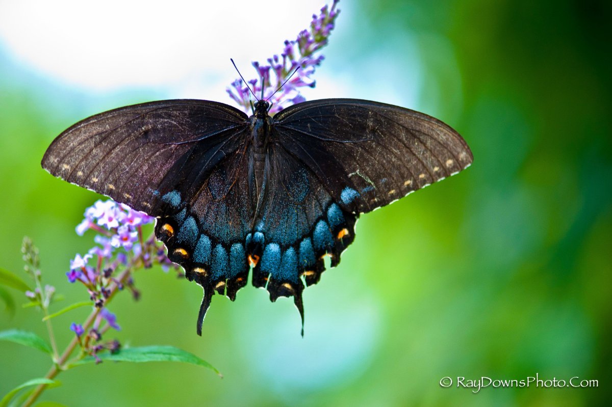 Красивейшая бабочка