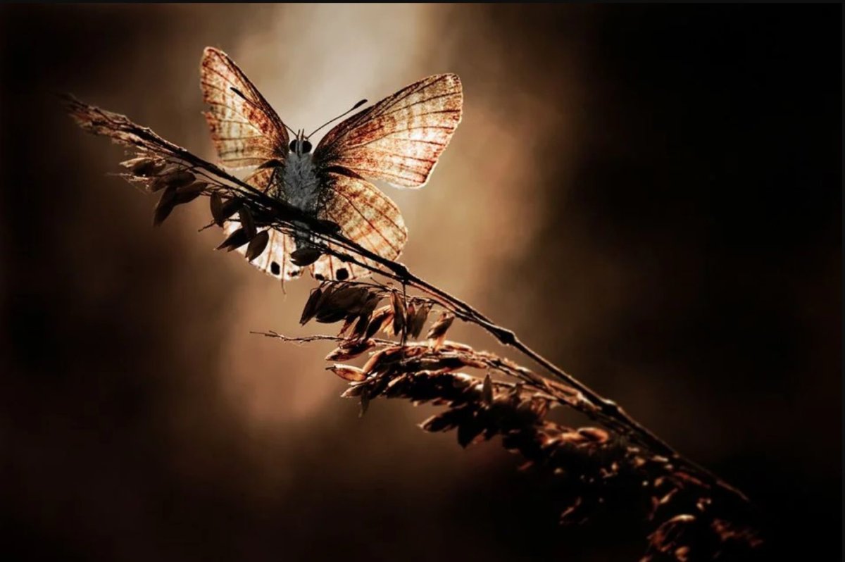 Мотылек в полете