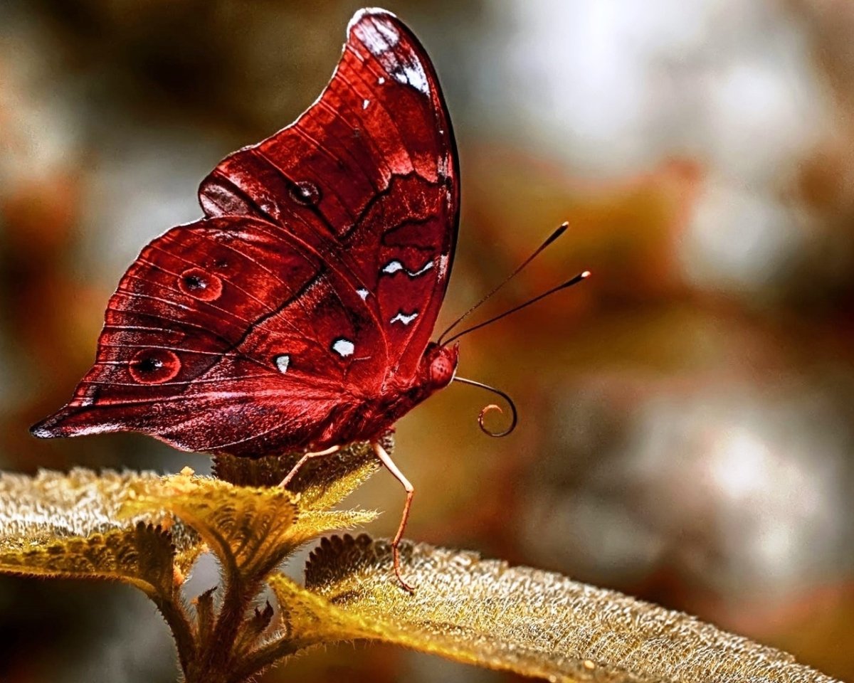Бордовая бабочка