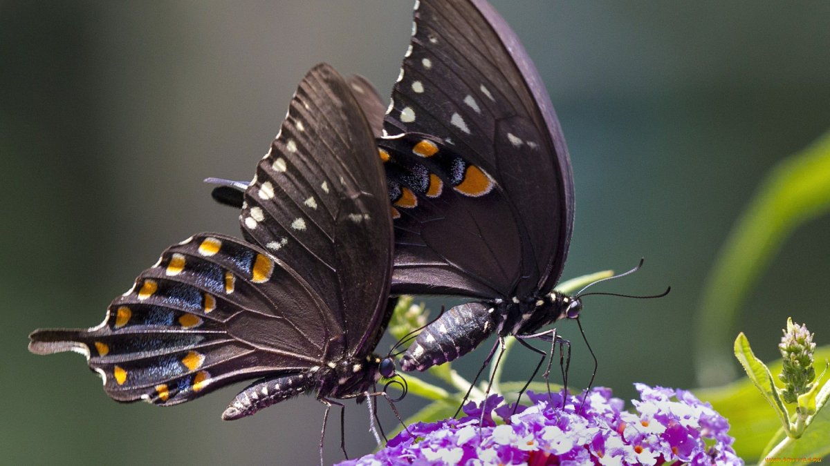 Две красивые бабочки