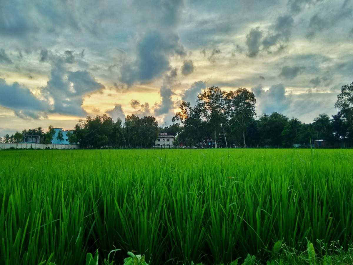 Пейзаж с газоном