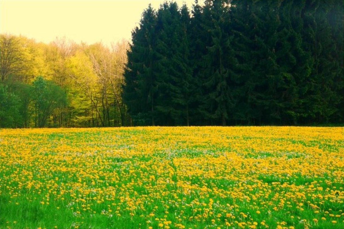 Лето природа