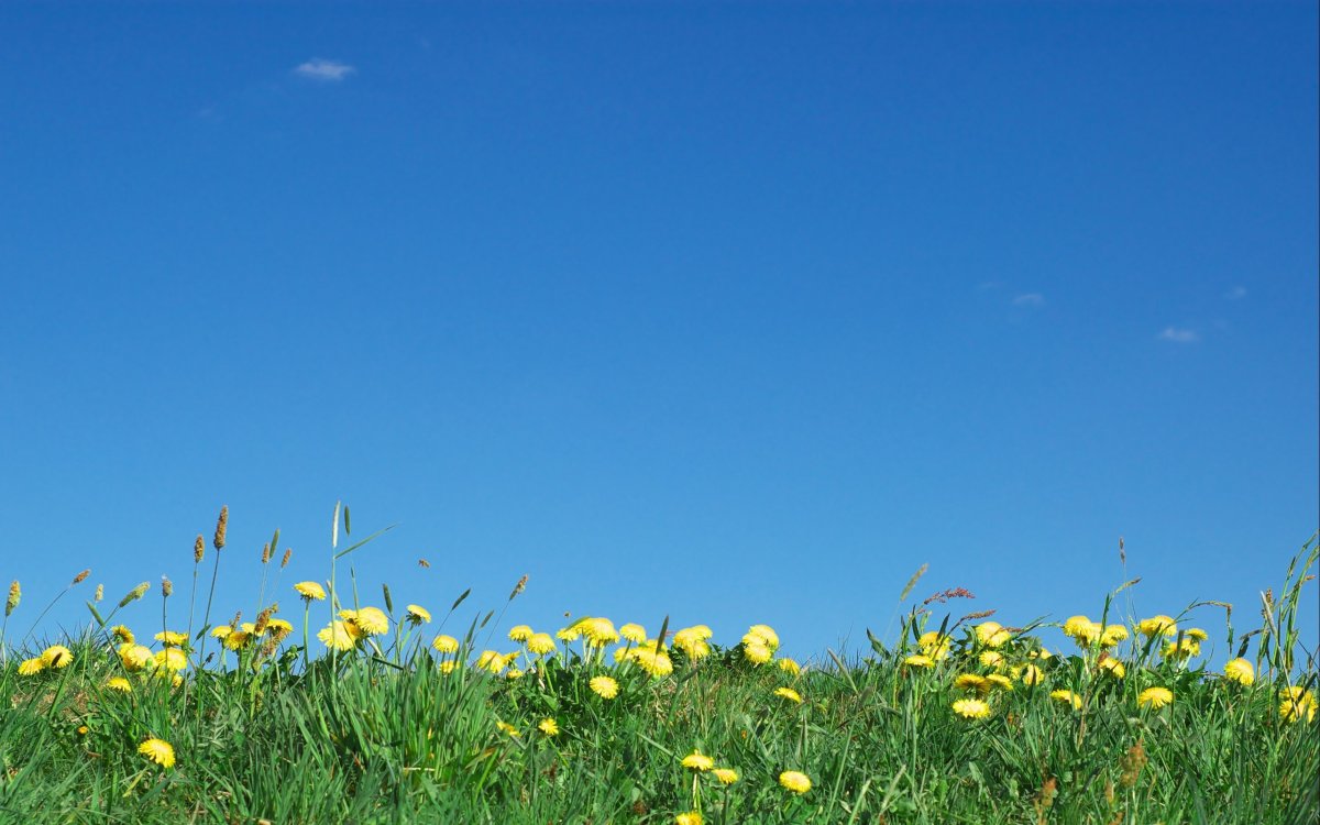 Жёлтая трава на полях