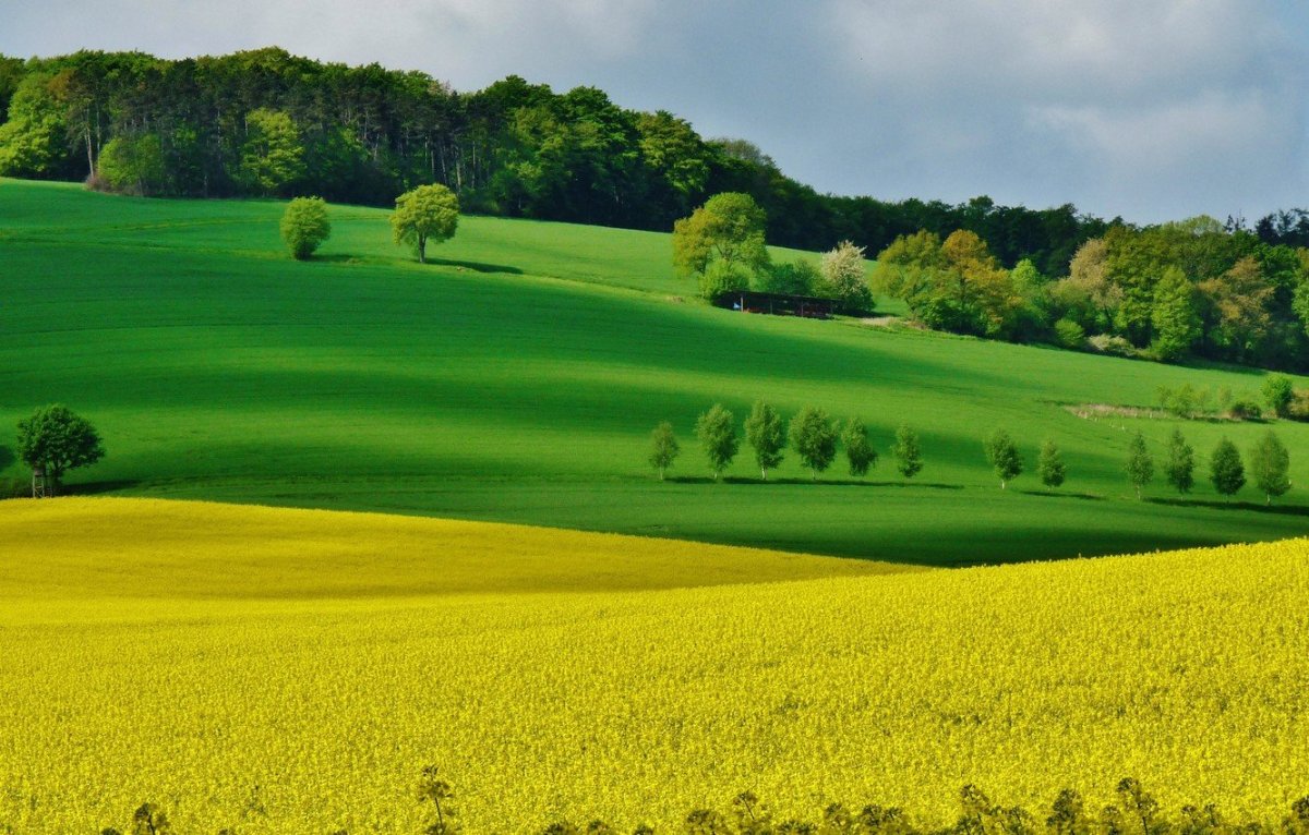 Зеленое поле