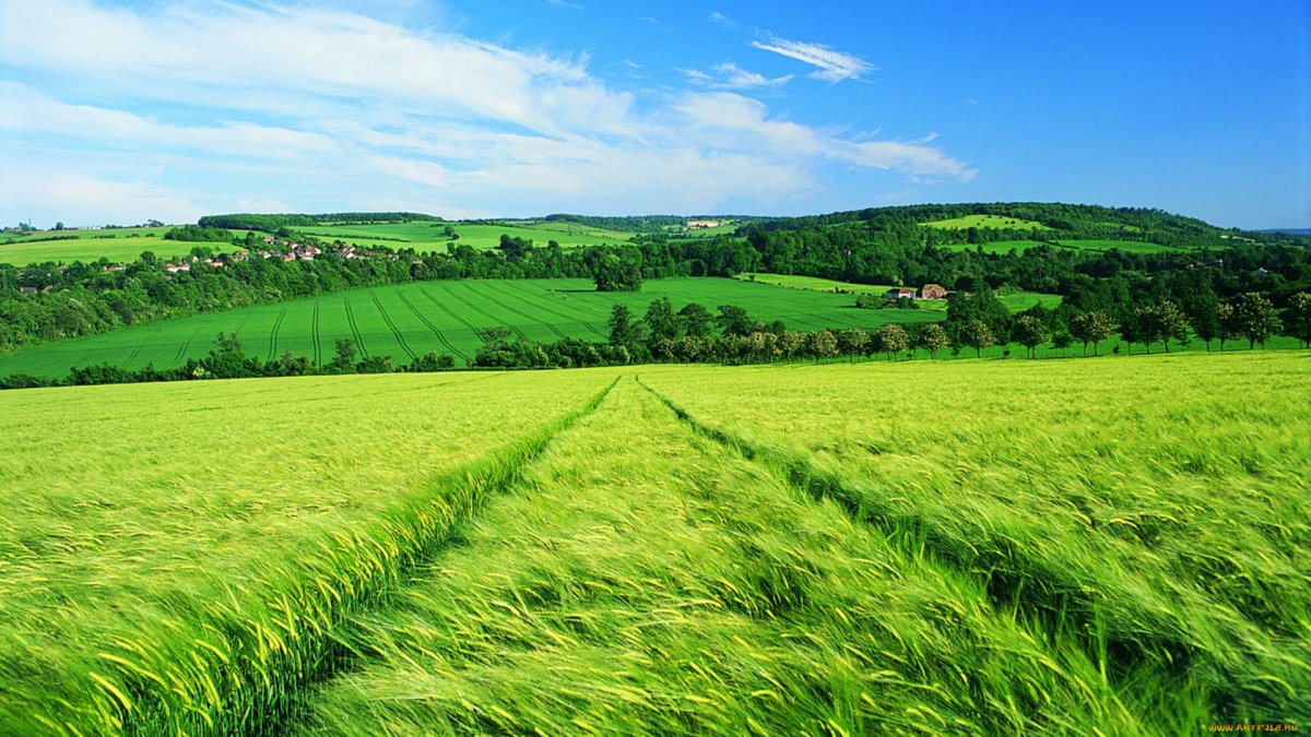 Дорога в поле