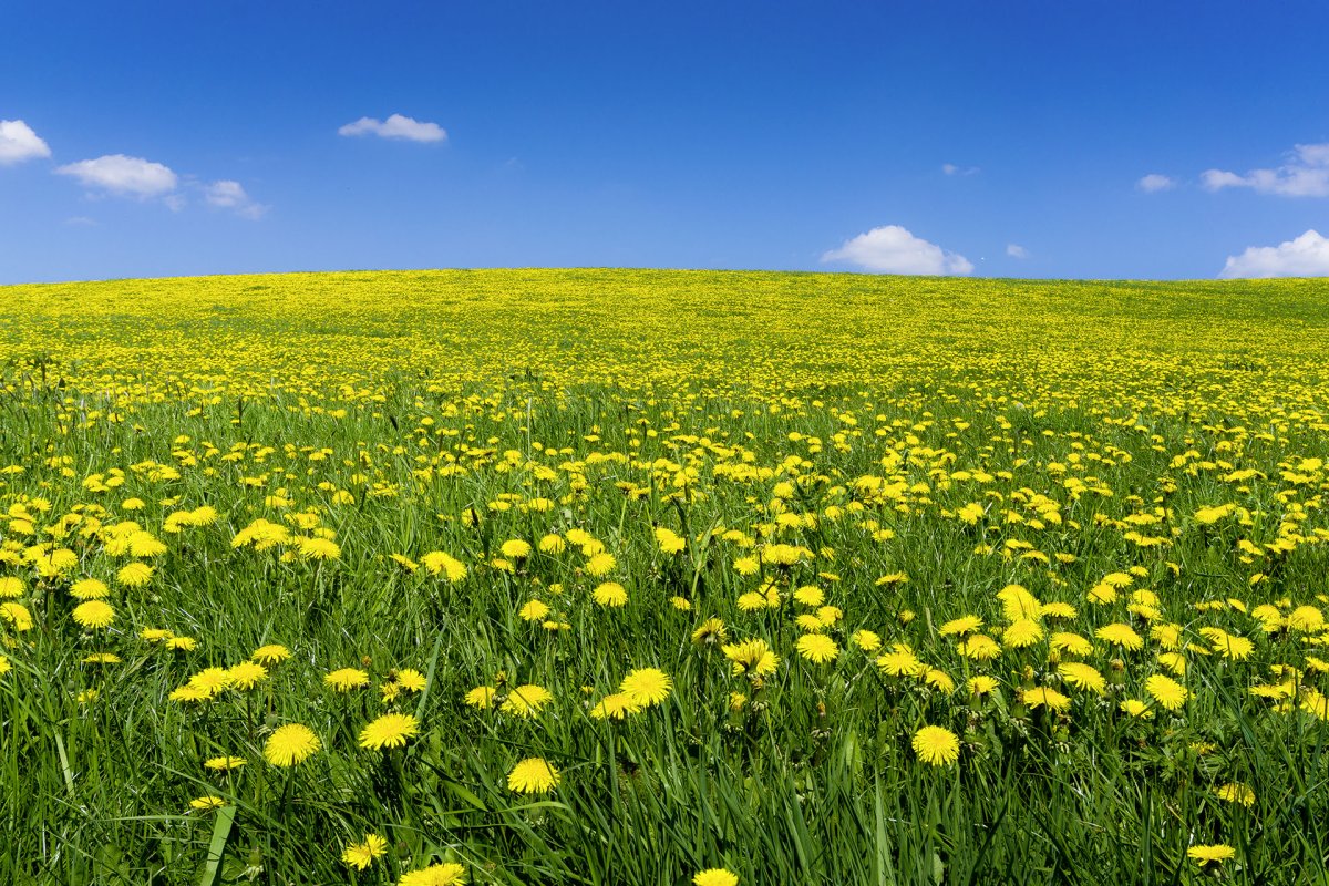 Поле одуванчиков