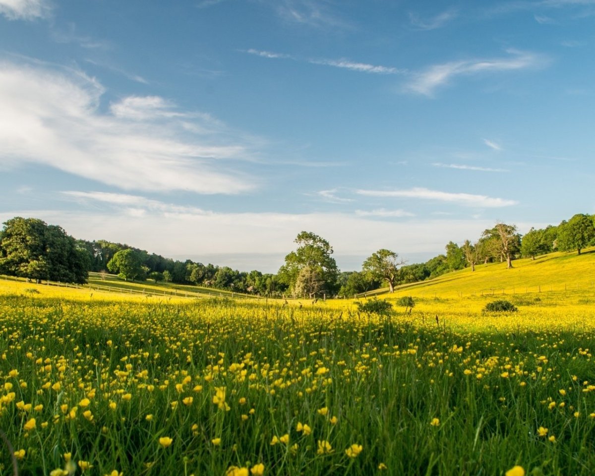 Зеленый луг