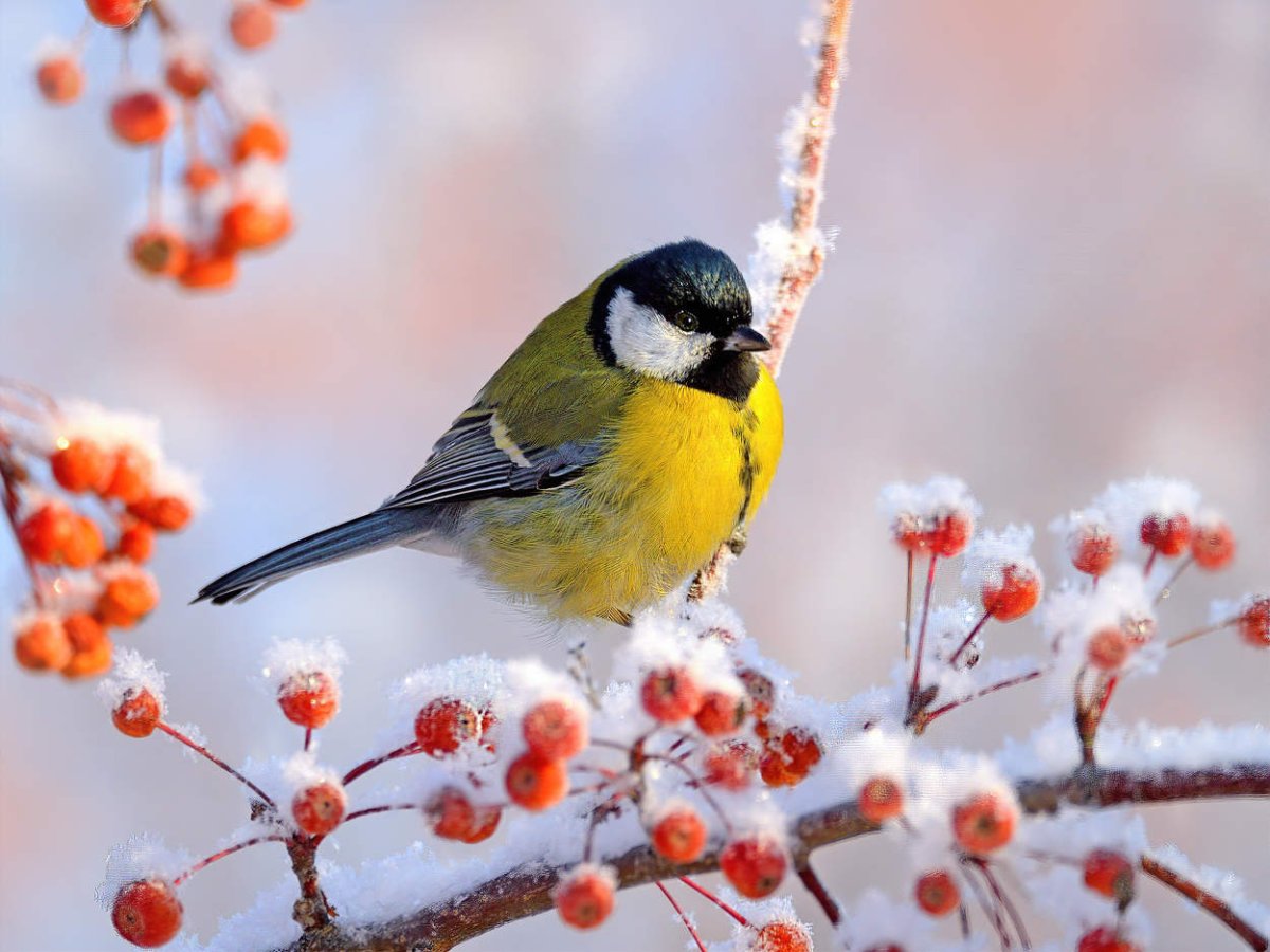 Синица большая птица фото