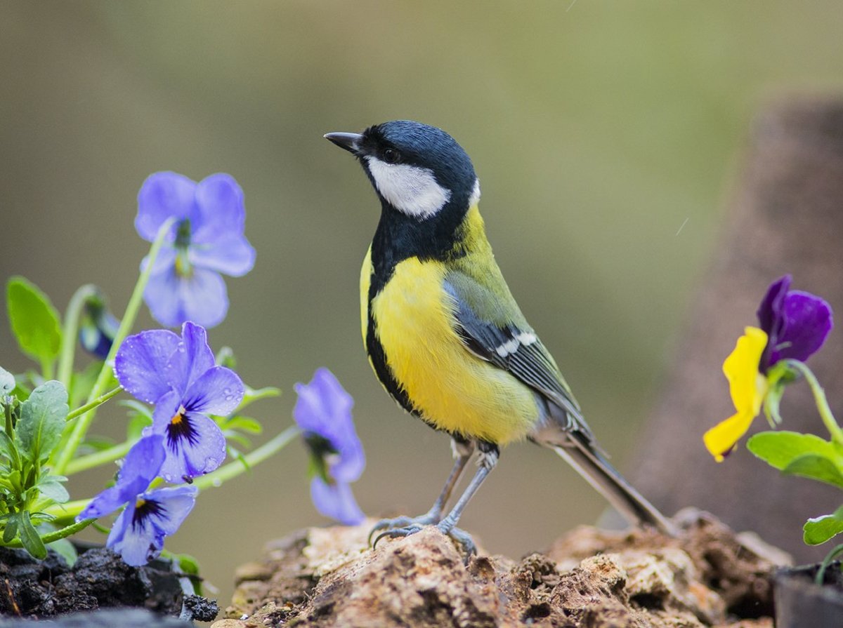 Синица желтогрудая