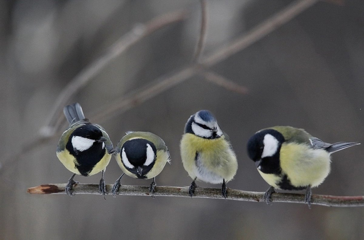 Parus Major птица