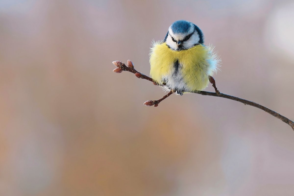 Синички на снегу