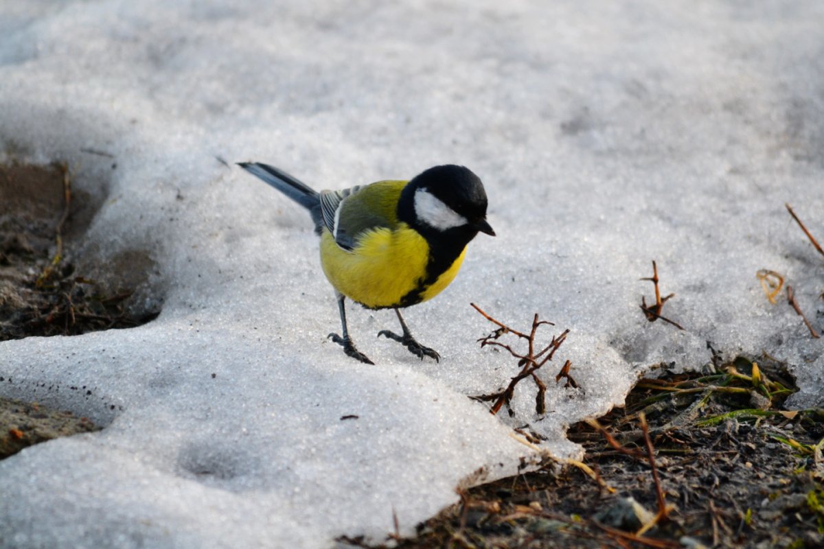 Большая синица в полете