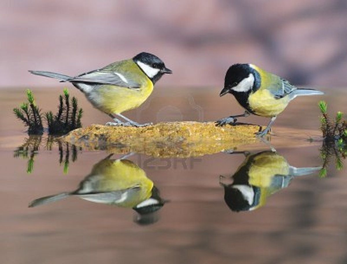 Синица Респ Кыргызстан