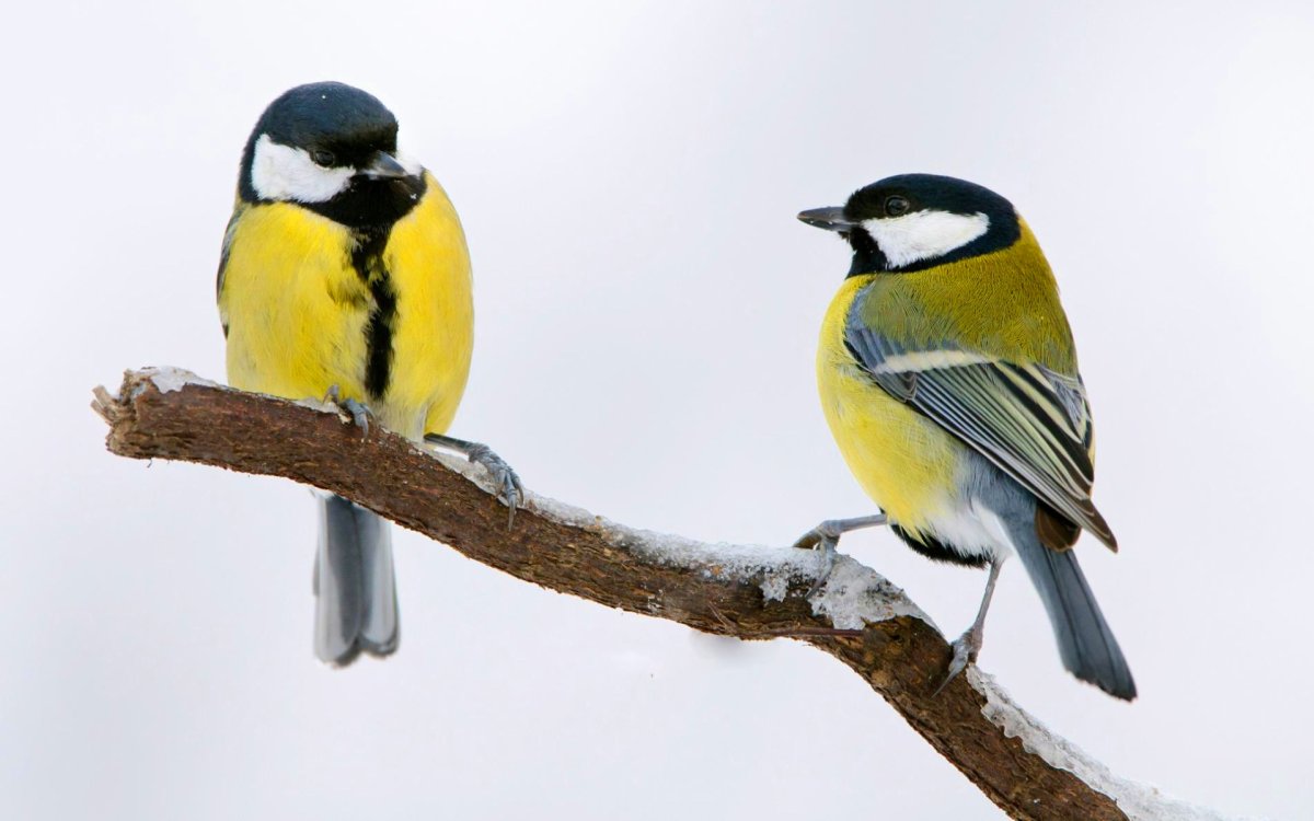 Птичка на ветке