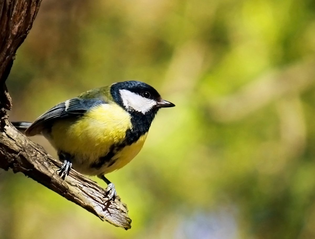 Птица синица большая