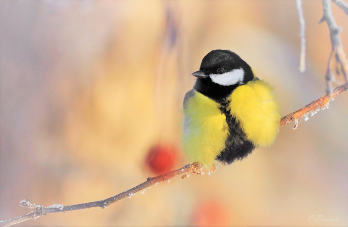 Много синиц