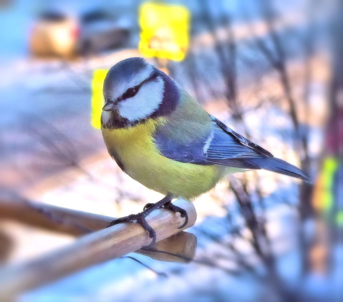 Nice tits футболка виды синиц