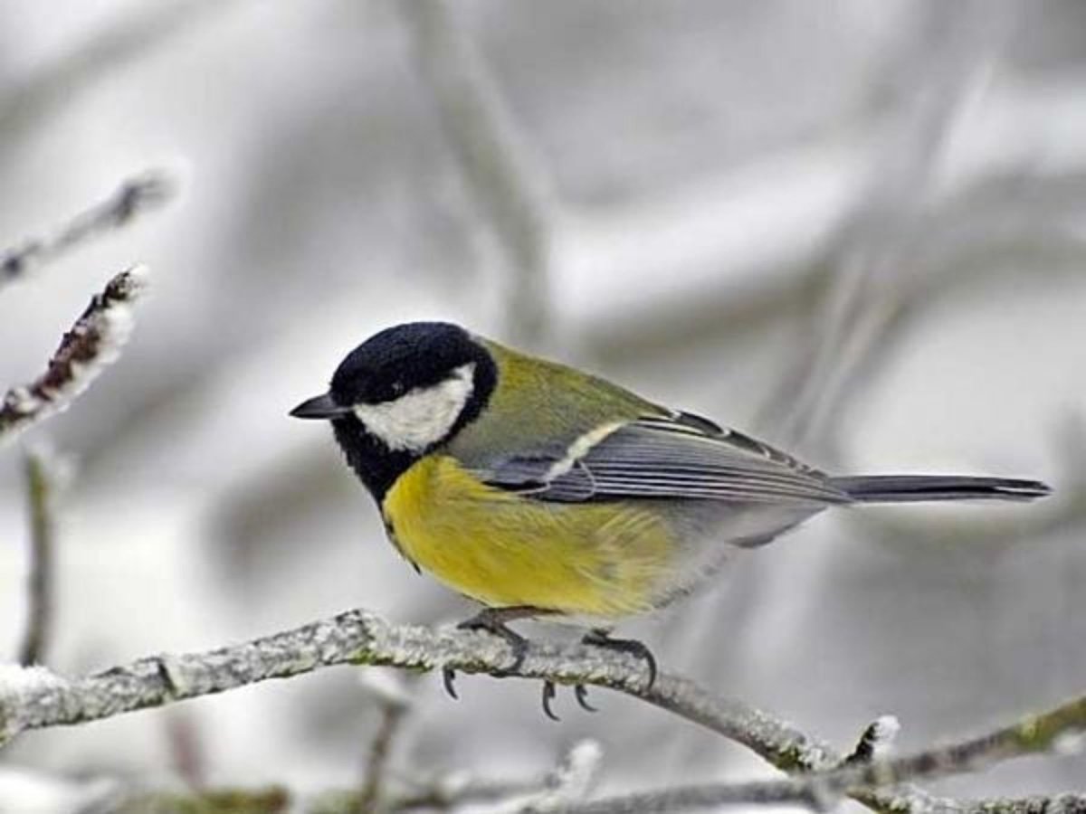 Синицевые птицы