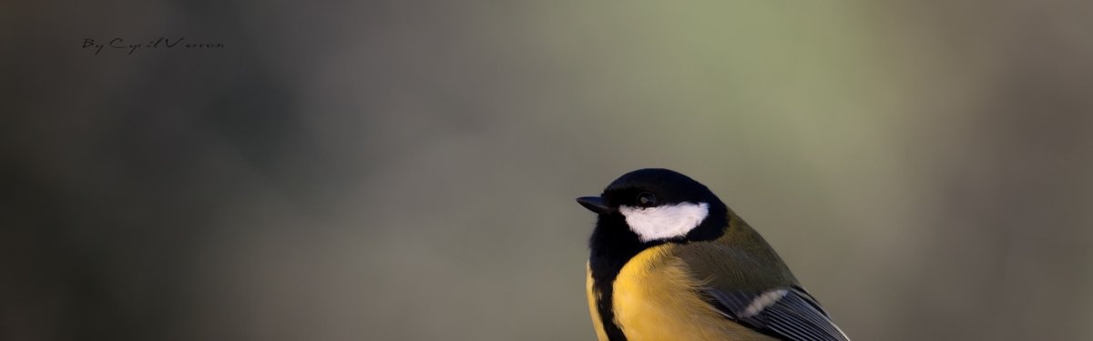 Синица обыкновенная