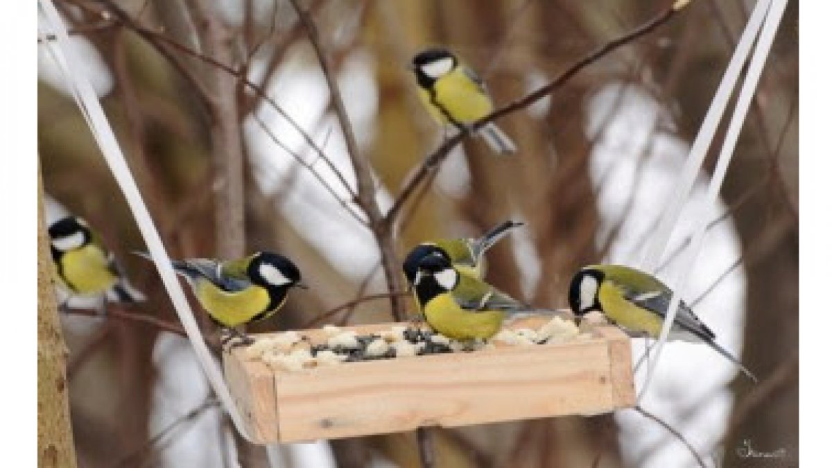 Большая синица летом