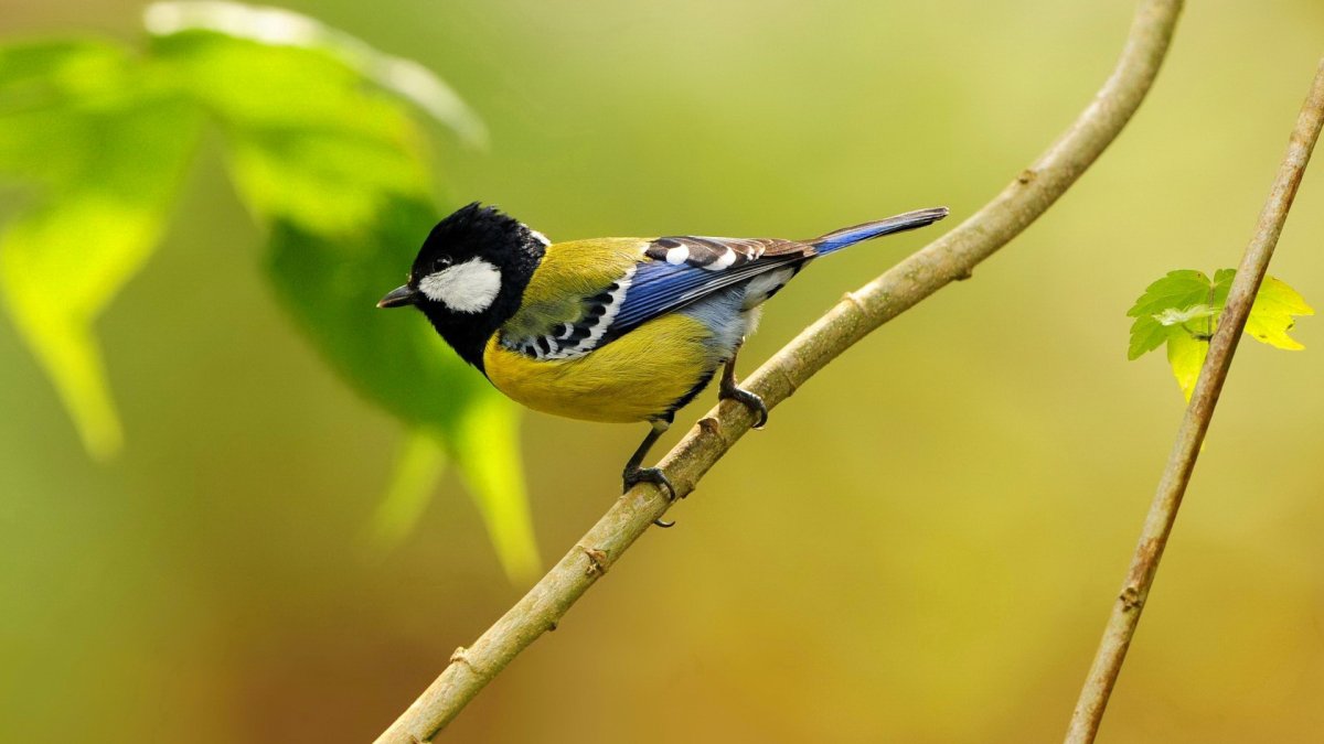 Синица Parus Major