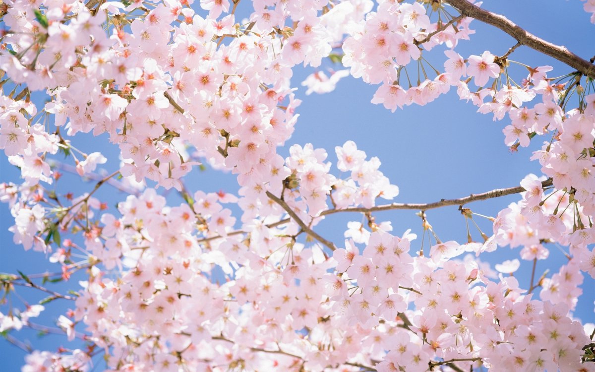 Черри блоссом