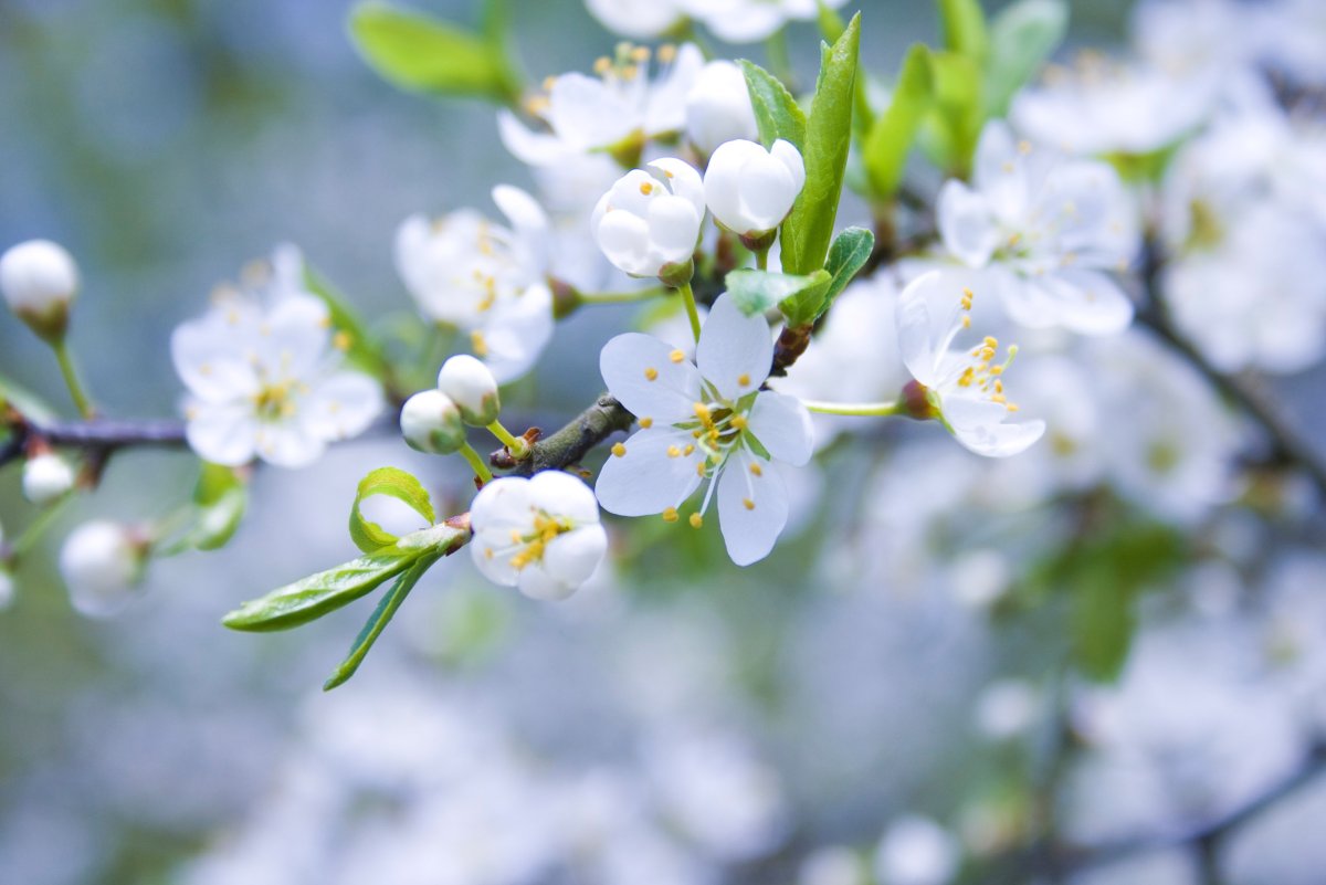 Яблони в цвету