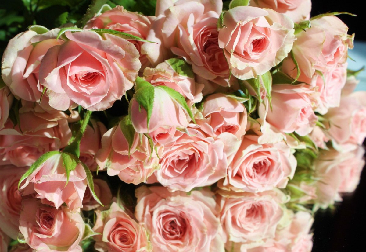 Роза кустовая лав Лидия